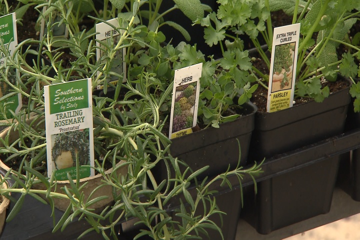 March is a great time to plant herbs in Louisiana 